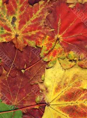 vivid autumnal colors