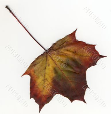 vivid autumnal colors