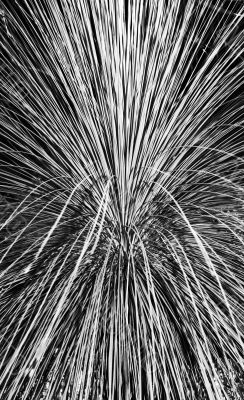 Pampas Grass Abstract