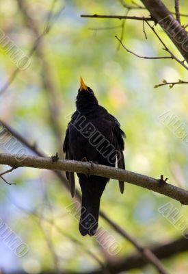 Singing blackbird