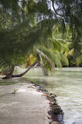 tropical nature