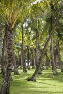 tropical forest