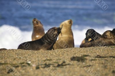 seal at the beach