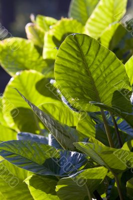 Tropical green leaves