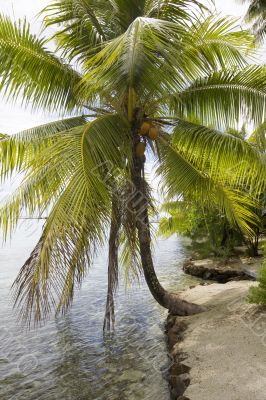 coconuts