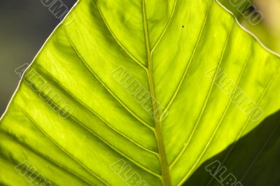 sunny leave
