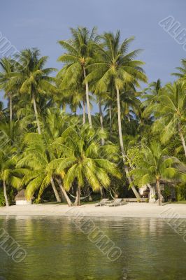 tropical beach