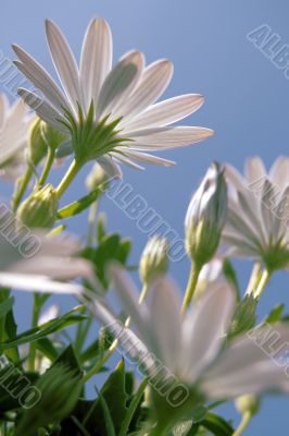 White flowers