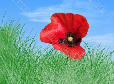 Poppy in the grass