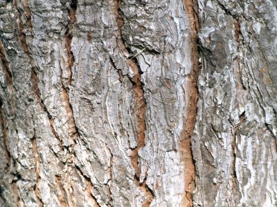 Trunk detail