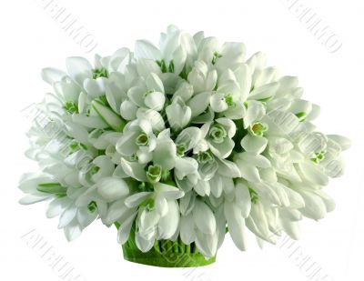 Undersnow flowers bouquet