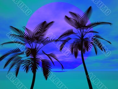 Palm trees in the sun