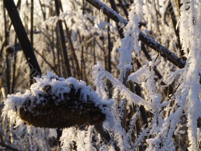 Frost