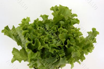 sheet lettuce