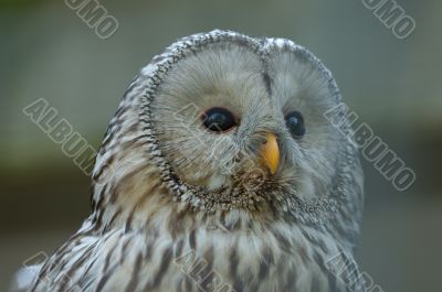 Ural Owl at Luisenpark Mannheim