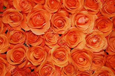 Orange roses texture