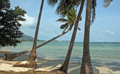 tropical beach