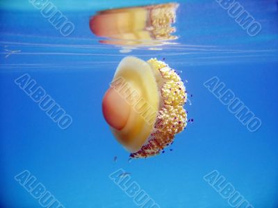 jelly-fish