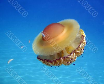 jelly-fish