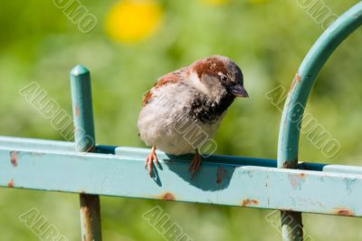 Curious sparrow