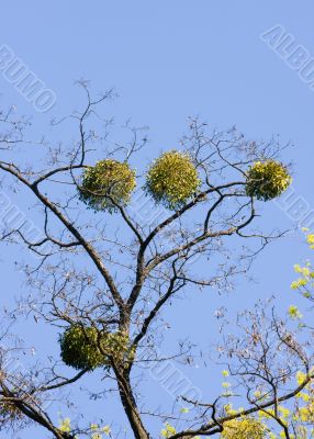 mistletoe
