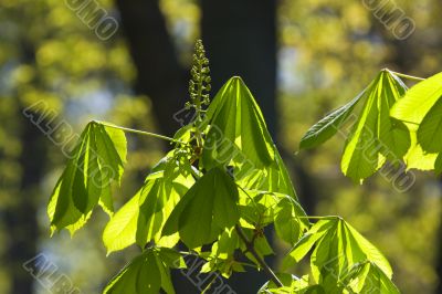 Branch of a chestnut
