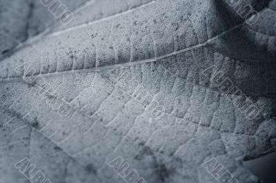 Beautiful background leave