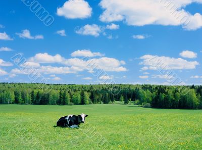 LANDSCAPE with COW