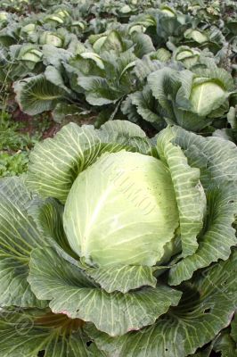 Cabbage