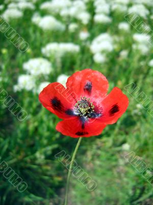 Red poppy