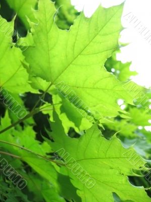Maple leaves