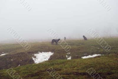 dogs in fog