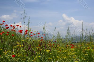 idyllic rural scene with bright meadow