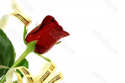 isolated nice red rose with droplets, ribbon