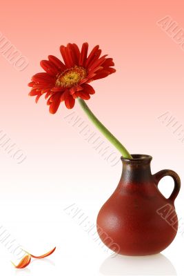 gerber in red vase with couple single petals