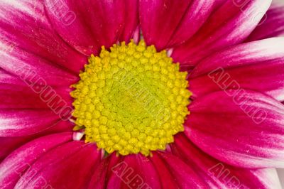 gerbera
