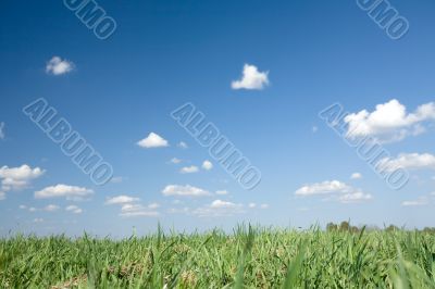summer background