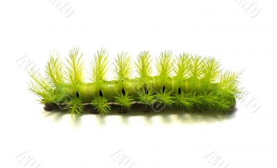 Scary Green Caterpillar