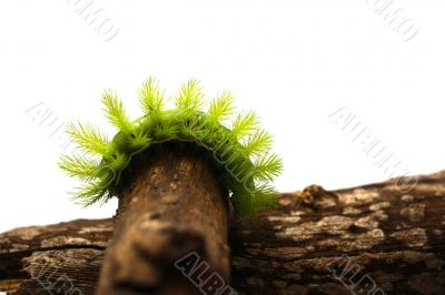 Scary Green Caterpillar