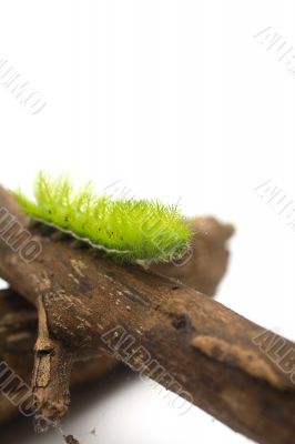 Scary Green Caterpillar