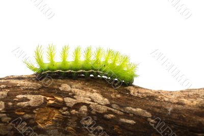 Scary Green Caterpillar