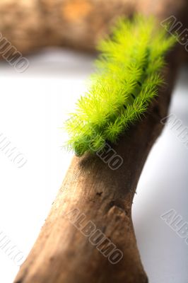 Scary Green Caterpillar