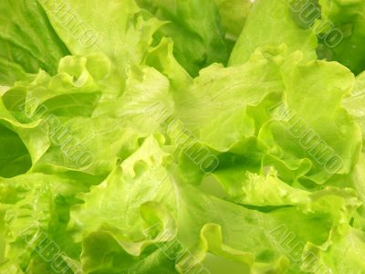 leaves of salad