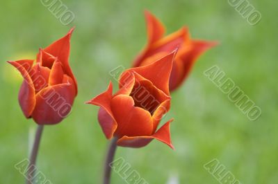 Red tulips