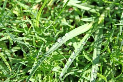 Grass