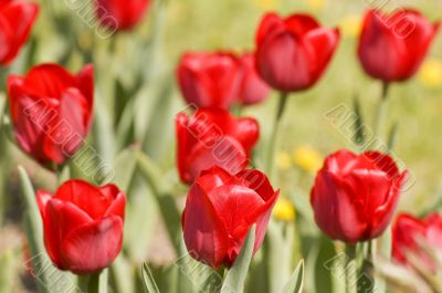 Red tulip