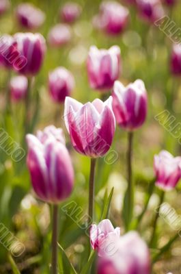 tulip close up
