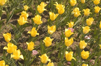 Yellow tulip close up