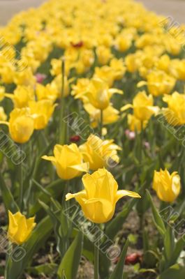 Yellow tulip