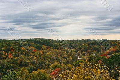 Fall Forest